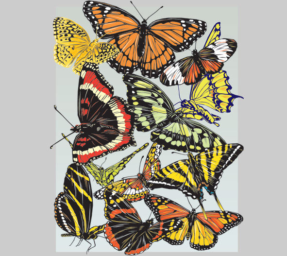 Butterflies illustration