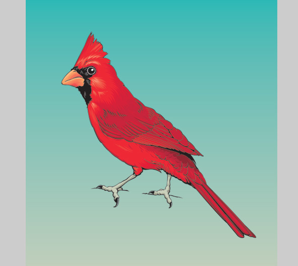Cardinal illustration