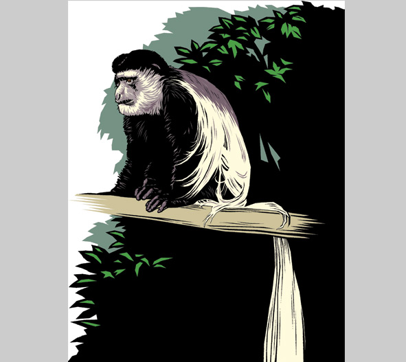Colobus monkey illustration