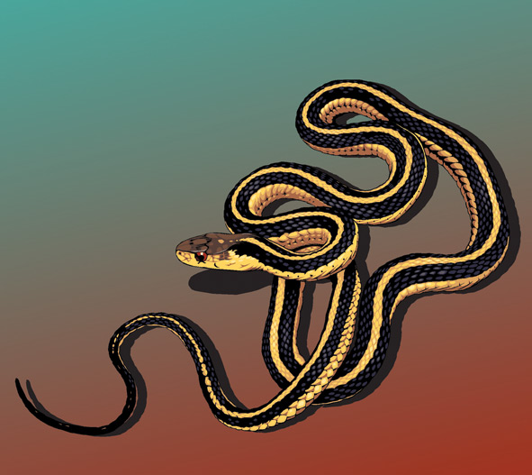 Garter snake illustration