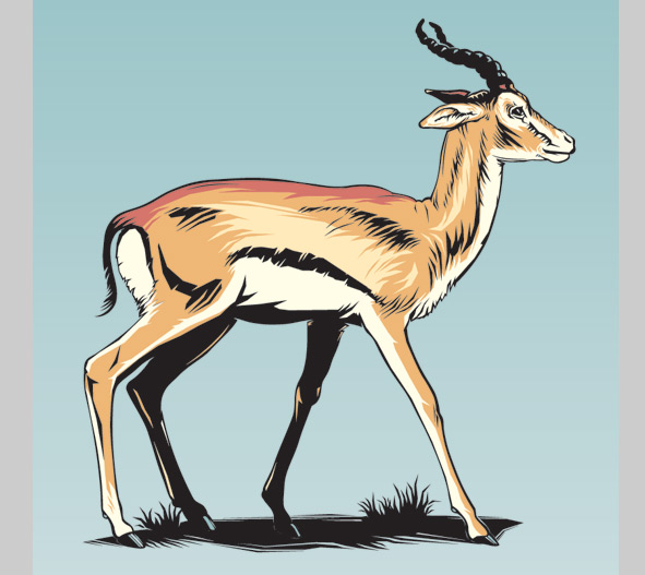 Gazelle illustration
