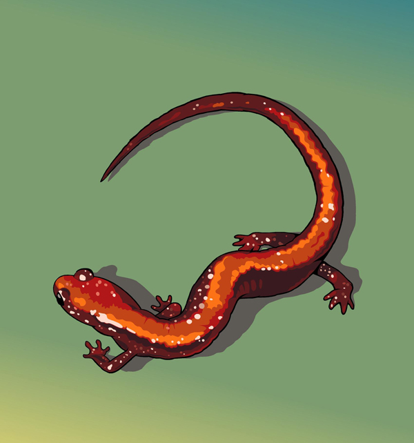 Red-backed salamander illustration