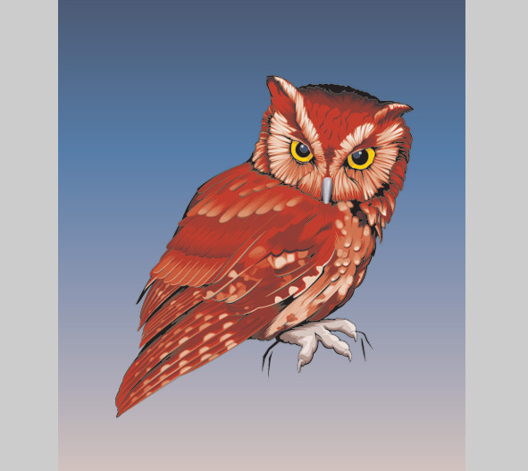 Screech owl illustration