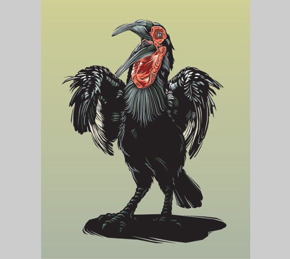 Southern ground hornbill illustration