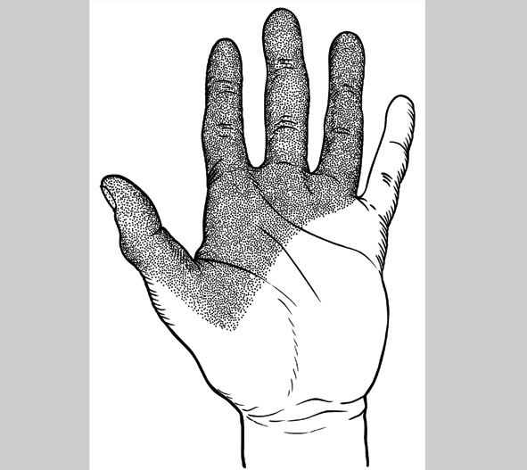Hand Illustration